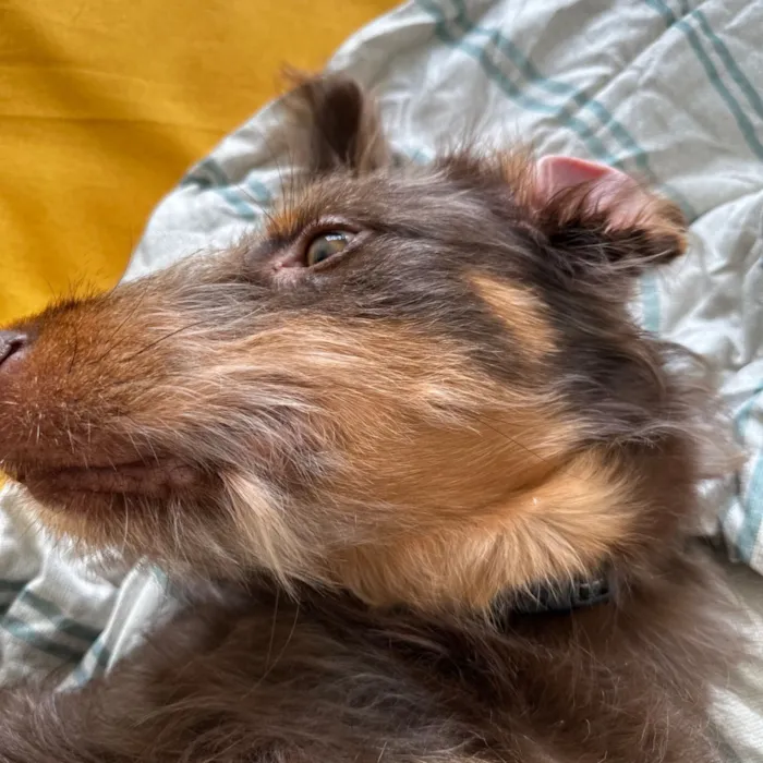 Cachorro raça SRD-ViraLata idade 1 ano nome Maria Flor 