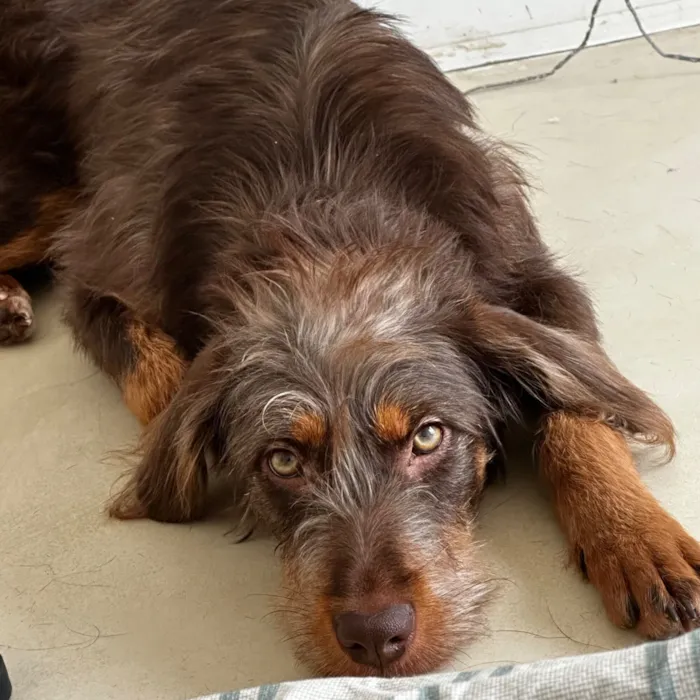 Cachorro raça SRD-ViraLata idade 1 ano nome Maria Flor 