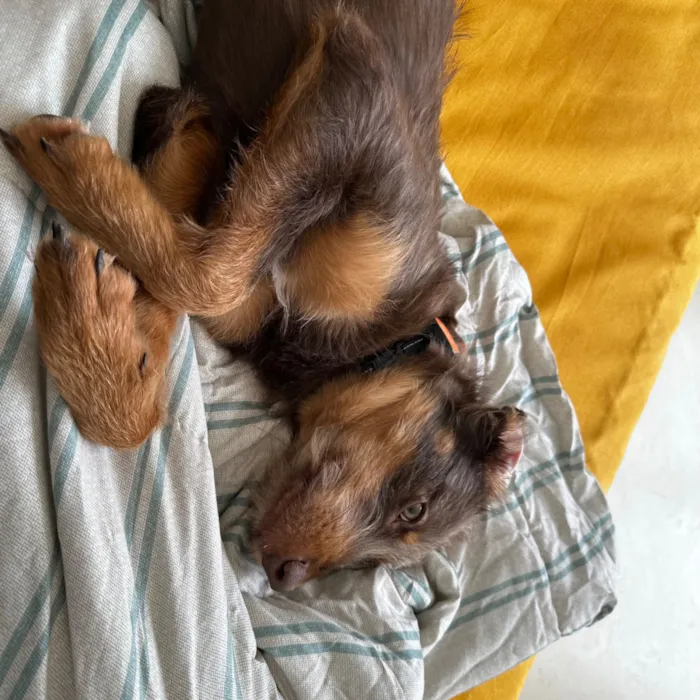 Cachorro raça SRD-ViraLata idade 1 ano nome Maria Flor 