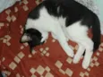 frajola