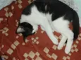 frajola