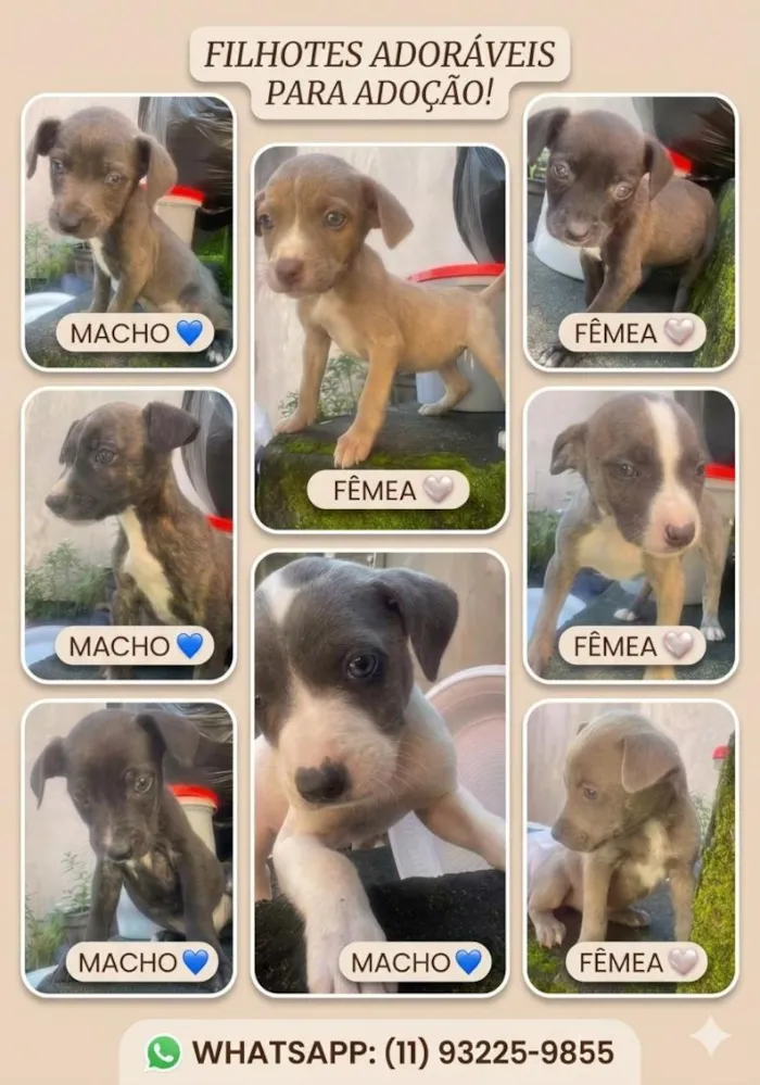 Cachorro raça Pit-Bull idade 2 a 6 meses nome não tem nomes