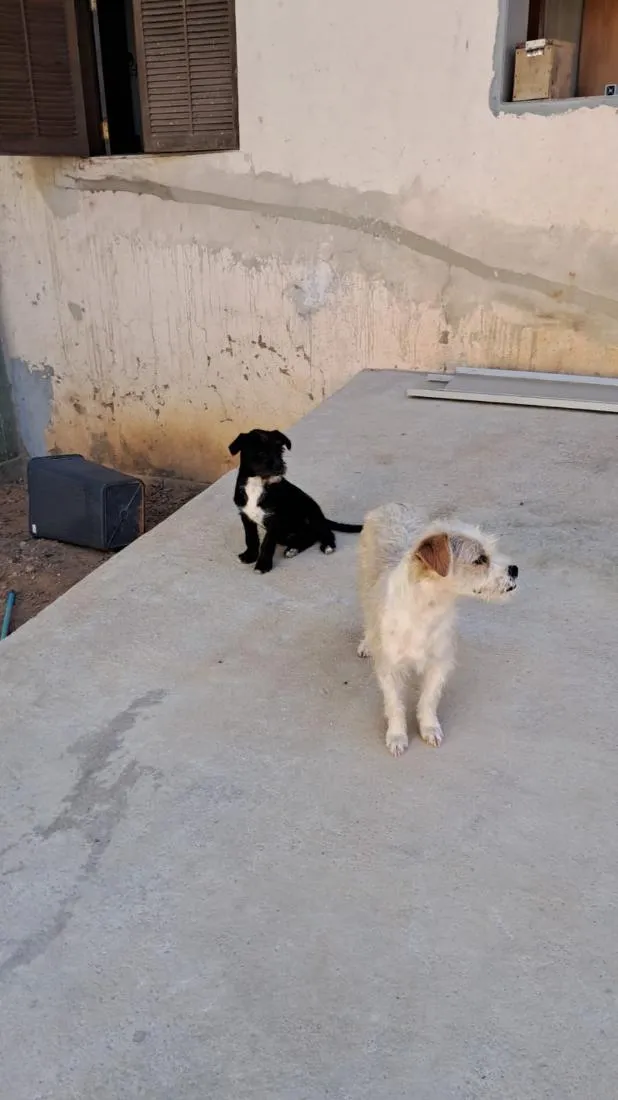 Cachorro raça SRD-ViraLata idade 1 ano nome Nino e Didi
