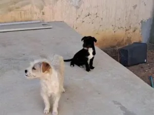 Cachorro raça SRD-ViraLata idade 1 ano nome Nino e Didi
