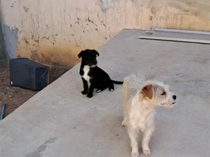 Cachorro raça SRD-ViraLata idade 1 ano nome Nino e Didi