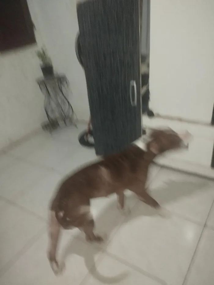 Cachorro raça Pit-Bull idade 3 anos nome aurora