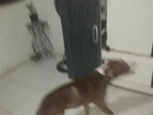 Cachorro raça Pit-Bull idade 3 anos nome aurora