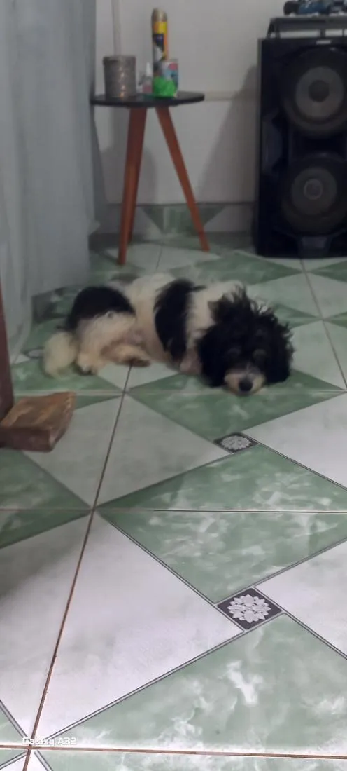 Cachorro raça SRD-ViraLata idade 2 a 6 meses nome jorge