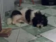 jorge