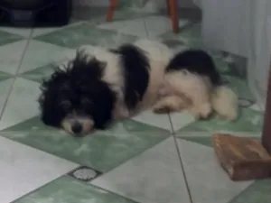 Cachorro raça SRD-ViraLata idade 2 a 6 meses nome jorge