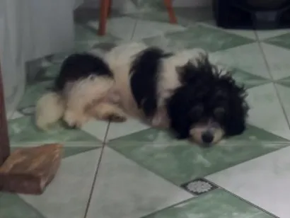 Cachorro raça SRD-ViraLata idade 2 a 6 meses nome jorge