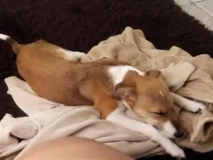 Cachorro raça SRD-ViraLata idade 2 anos nome Jade