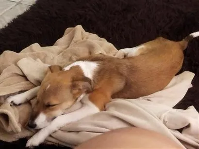 Cachorro raça SRD-ViraLata idade 2 anos nome Jade