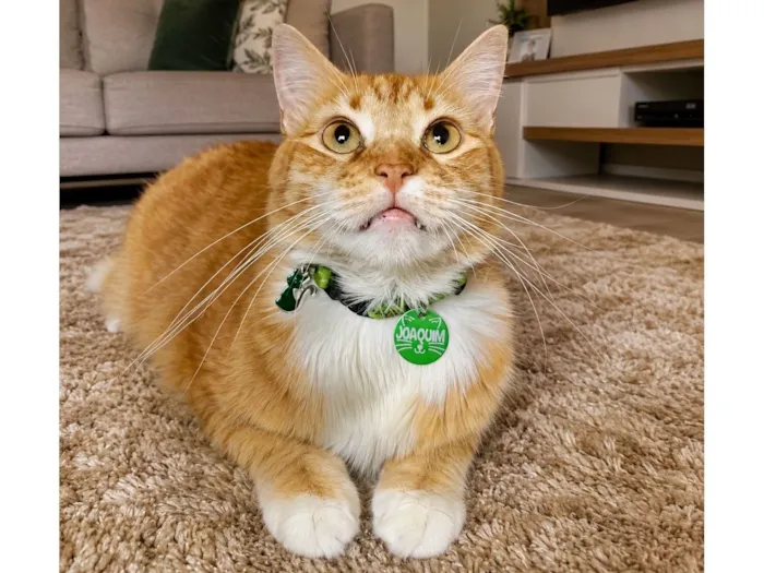 Gato raça SRD-ViraLata idade 1 ano nome Joaquim 