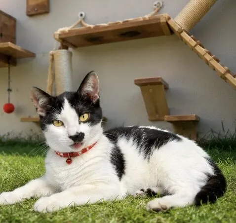 Gato raça SRD-ViraLata idade 2 a 6 meses nome Mimosinha 