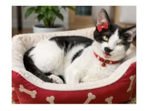 Gato raça SRD-ViraLata idade 2 a 6 meses nome Mimosinha 