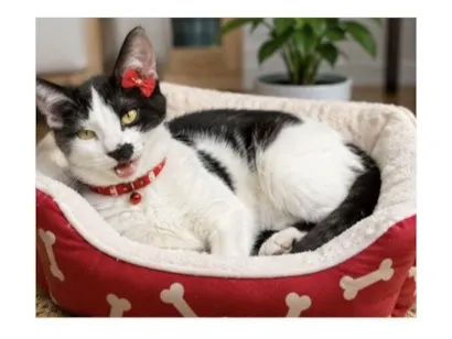 Gato raça SRD-ViraLata idade 2 a 6 meses nome Mimosinha 