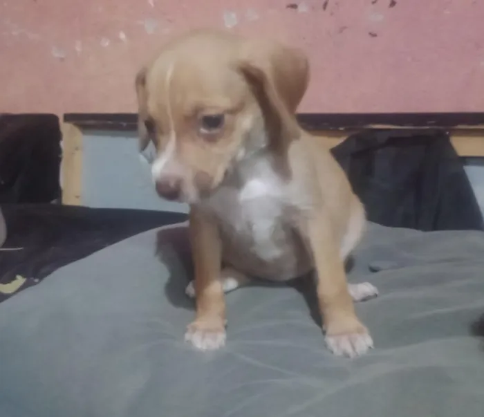 Cachorro raça SRD-ViraLata idade 2 a 6 meses nome July