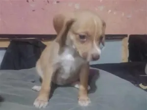 Cachorro raça SRD-ViraLata idade 2 a 6 meses nome July