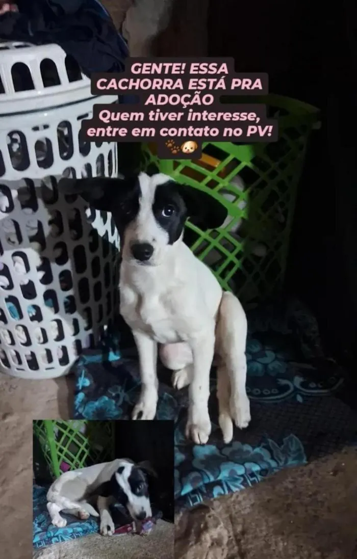 Cachorro raça SRD-ViraLata idade 2 a 6 meses nome july