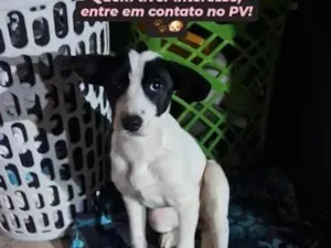 Cachorro raça SRD-ViraLata idade 2 a 6 meses nome july