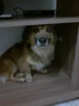 Peludinho