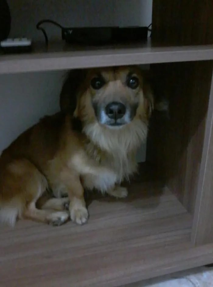 Cachorro raça SRD-ViraLata idade 6 ou mais anos nome Peludinho