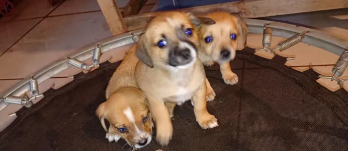 Cachorro raça SRD-ViraLata idade 2 a 6 meses nome sem nomes