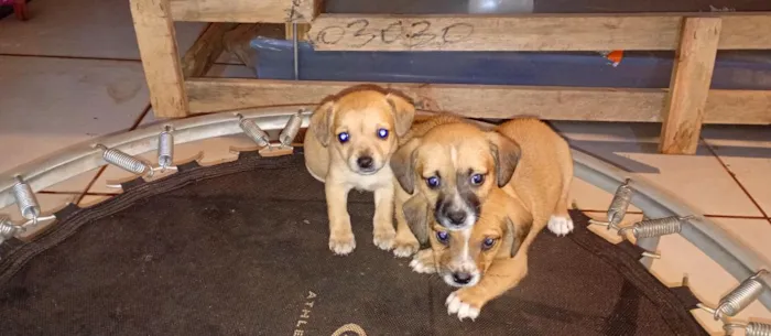 Cachorro raça SRD-ViraLata idade 2 a 6 meses nome sem nomes