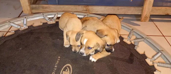 Cachorro raça SRD-ViraLata idade 2 a 6 meses nome sem nomes
