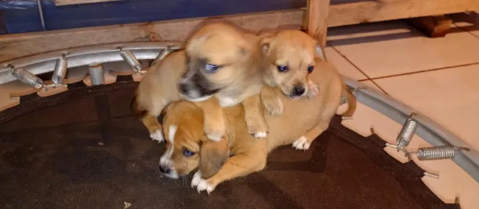 Cachorro raça SRD-ViraLata idade 2 a 6 meses nome sem nomes