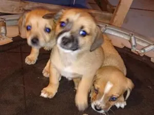 Cachorro raça SRD-ViraLata idade 2 a 6 meses nome sem nomes
