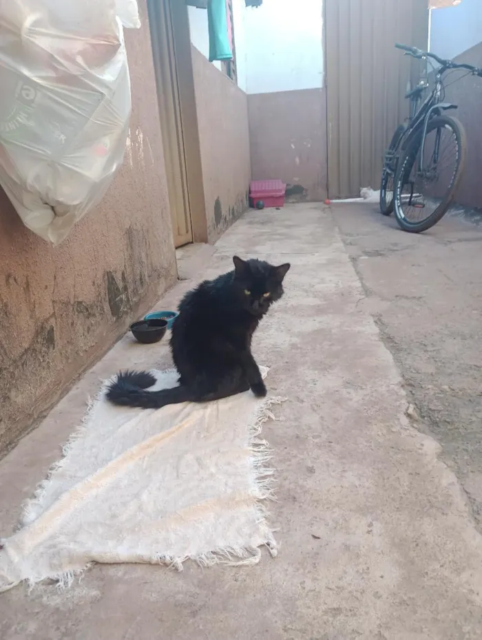 Gato raça SRD-ViraLata idade 7 a 11 meses nome noturno