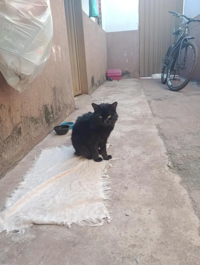 Gato raça SRD-ViraLata idade 7 a 11 meses nome noturno