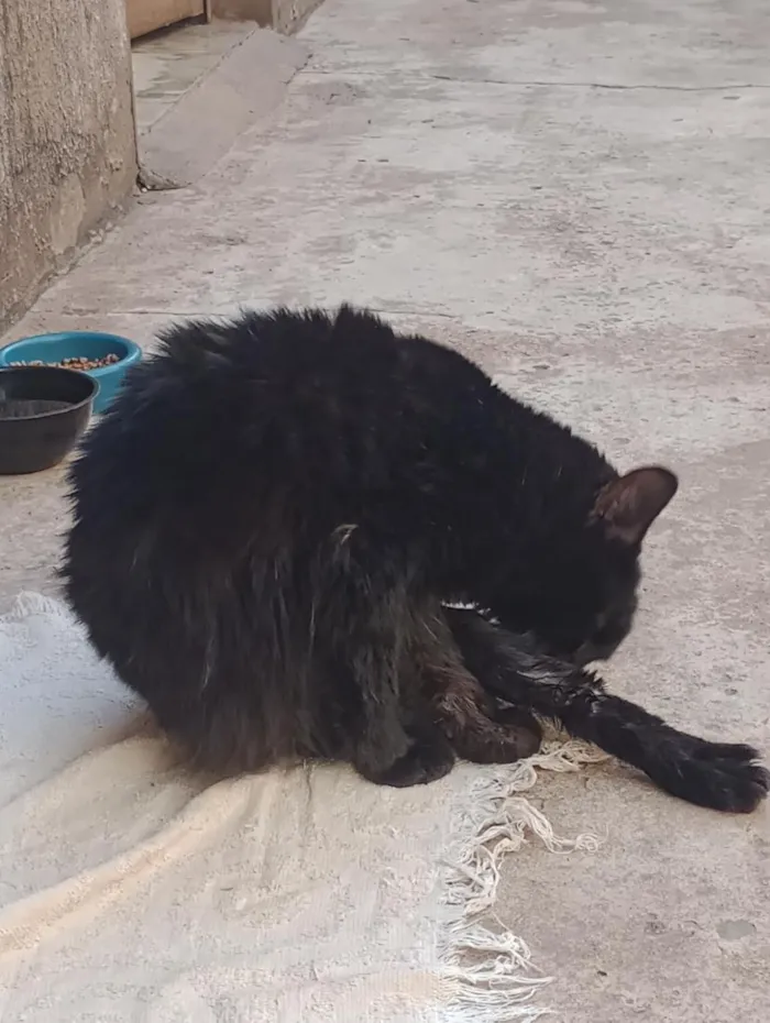 Gato raça SRD-ViraLata idade 7 a 11 meses nome noturno