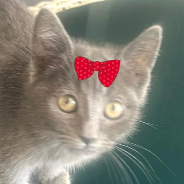 Gato raça SRD-ViraLata idade 2 a 6 meses nome Belinha 