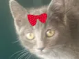 Belinha 
