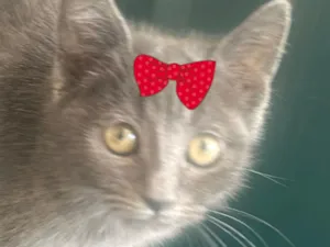 Gato raça SRD-ViraLata idade 2 a 6 meses nome Belinha 