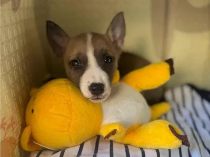Cachorro raça SRD-ViraLata idade Abaixo de 2 meses nome Sem nome 