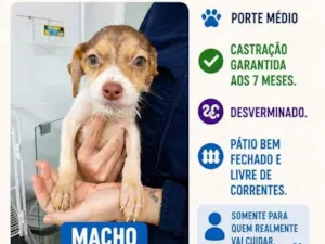 Cachorro raça SRD-ViraLata idade 2 a 6 meses nome Jucimar