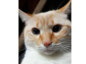 Gato raça SRD-ViraLata idade 2 anos nome Apito