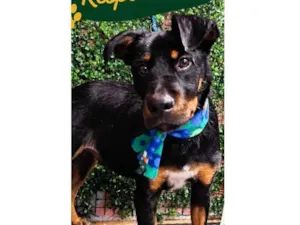 Cachorro raça SRD-ViraLata idade 1 ano nome Tarciso