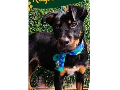 Cachorro raça SRD-ViraLata idade 1 ano nome Tarciso