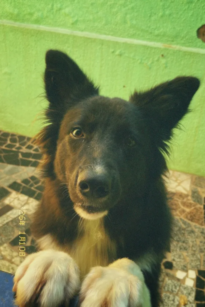 Cachorro raça SRD-ViraLata idade 1 ano nome Zeus