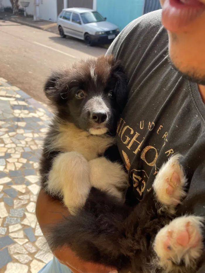 Cachorro raça SRD-ViraLata idade 1 ano nome Zeus