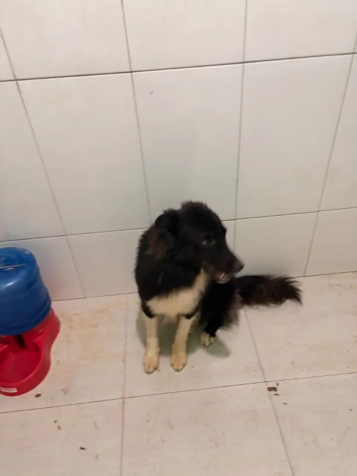 Cachorro raça SRD-ViraLata idade 1 ano nome Zeus