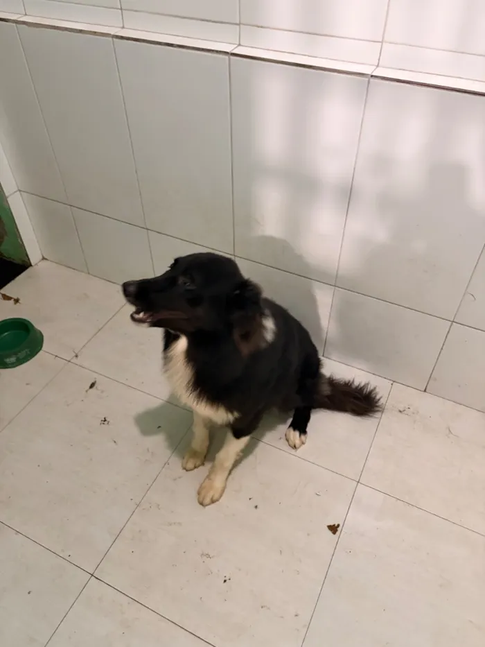 Cachorro raça SRD-ViraLata idade 1 ano nome Zeus