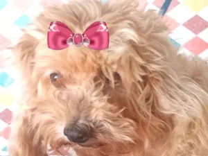 Cachorro raça Shitzu idade 1 ano nome Sophia 