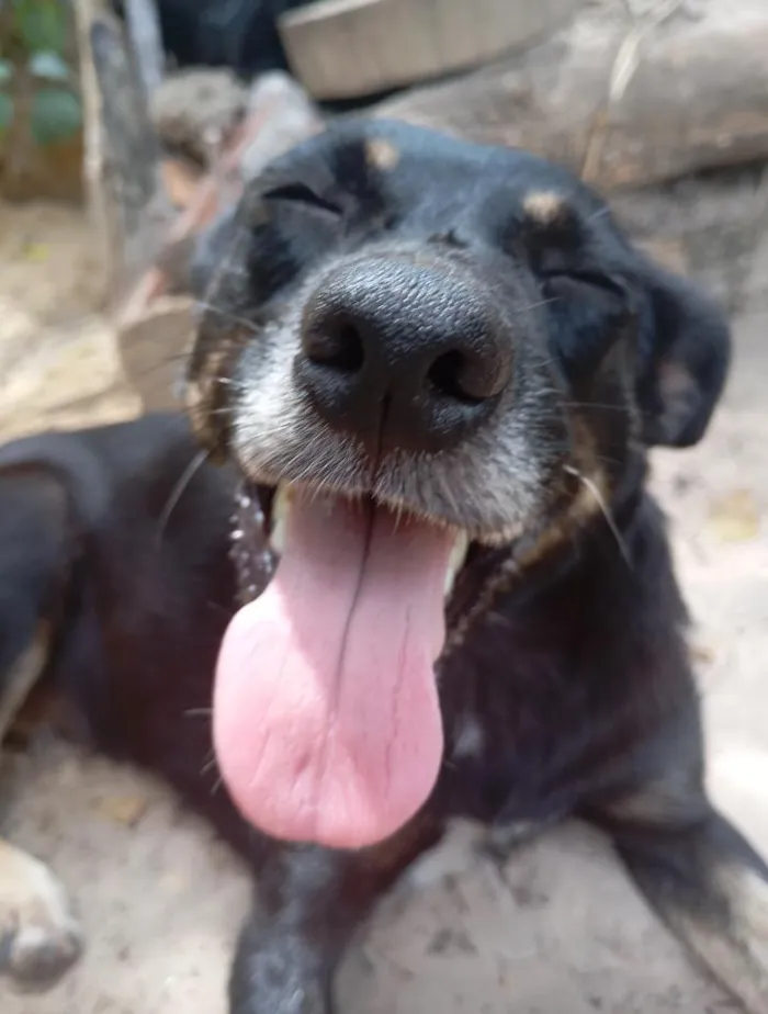 Cachorro raça SRD-ViraLata idade 6 ou mais anos nome Princesa