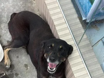 Cachorro raça SRD-ViraLata idade 6 ou mais anos nome Princesa